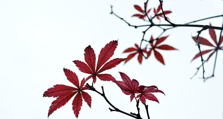 红枫花的花语和寓意（揭示红枫花的象征意义，了解红枫花的神秘之美）