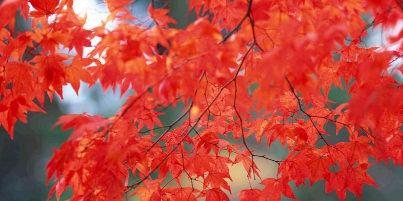 红枫花的花语及含义（红枫花的浓情美丽与寓意深远）