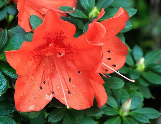 红色杜鹃花的寓意和象征（以红色杜鹃花为纽带，探索生命与爱情的奥秘）