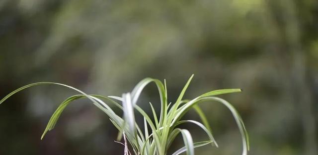 正确浇水，兰花美丽多姿（掌握兰花浇水技巧，让花开得更美）