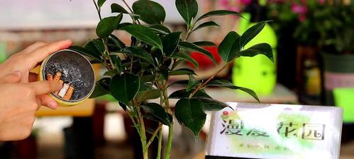 养殖茶花的常见虫害及防治措施（为您解析茶花叶螨、粉虱、白粉虱等虫害问题，做好防治工作）