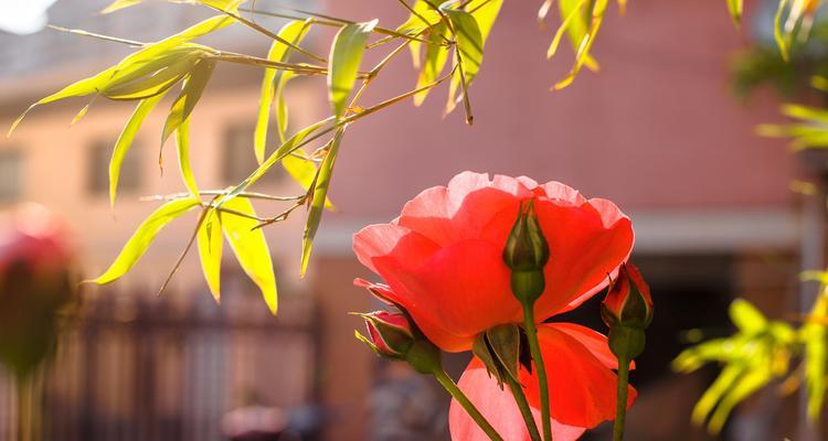 红色月季花语（红色月季花的象征与寓意）