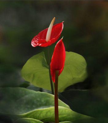 红掌花的寓意与花语（红掌花的象征之美及传达的深情）