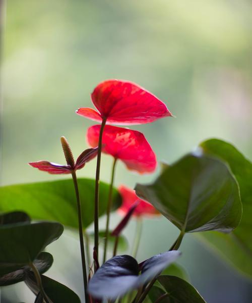 红掌花的象征意义与花语解读（揭秘红掌花隐藏的情感寓意，让花语带给你的生活更多美好）