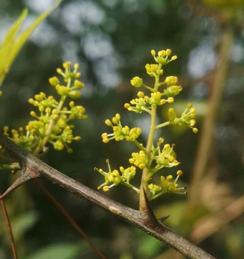 花椒开花的美丽与寓意（探寻花椒开花的奇妙之处与其象征意义）