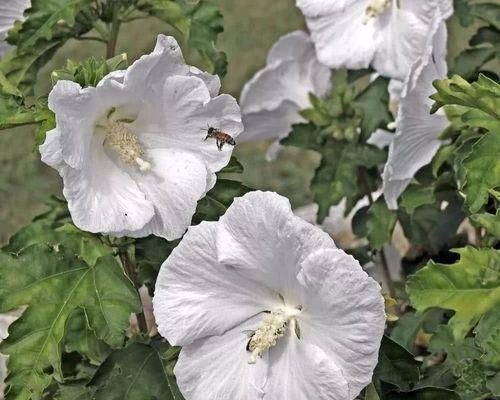 木槿花开花需要多少年？（探讨木槿花开花时间和方法）