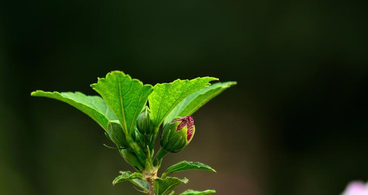 木槿花开花需要多少年？（探讨木槿花开花时间和方法）