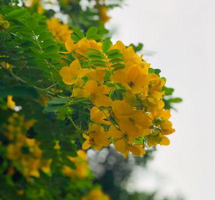 槐花之色与花语（探索槐花的多彩世界）