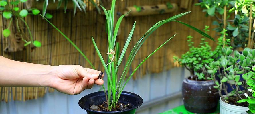 兰花开花时间与育种技巧（掌握关键技能，让兰花常开不断）