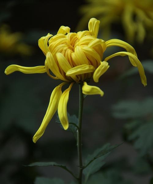 黄菊花花语的寓意与象征（探索黄菊花的美丽内涵与象征意义）