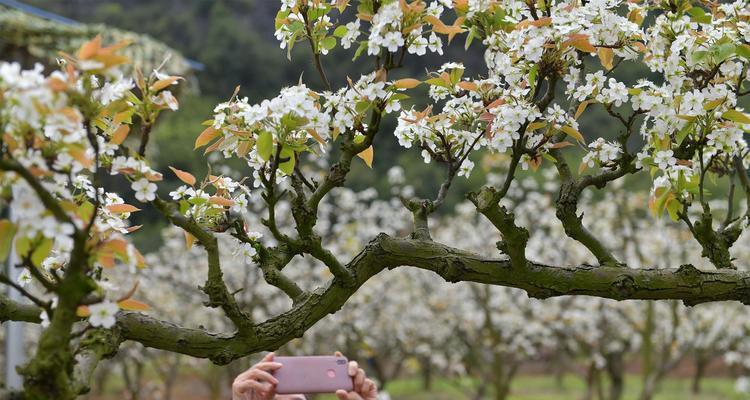 梨花花期（探究梨花花期的神秘之处）