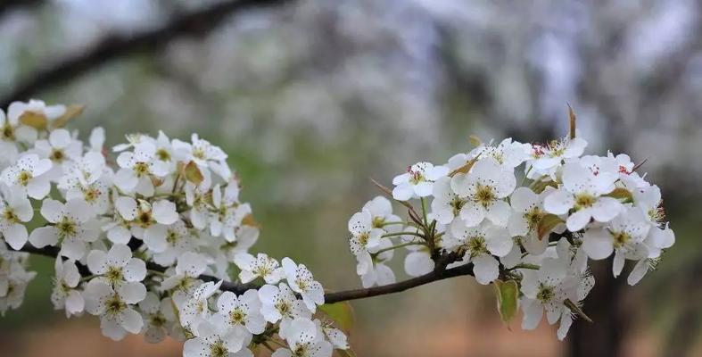 梨花花期（探究梨花花期的神秘之处）