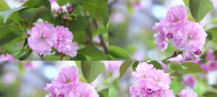 春天的花海（绚丽多彩的春季花卉盛景）