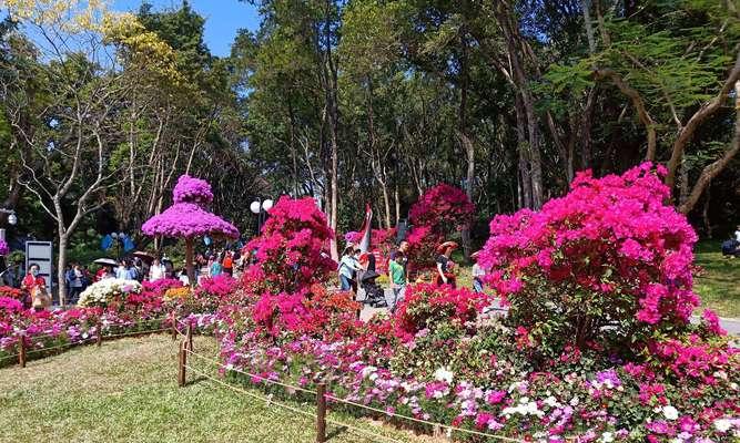 黄山市花杜鹃花的象征与意义（花开山间，传承千年的美丽传说）