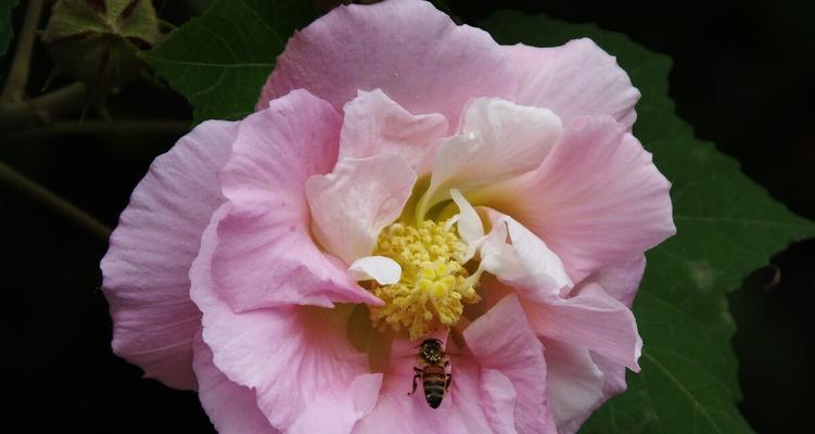 芙蓉花的盆栽技巧（让你的芙蓉花长得更健康、更美丽）