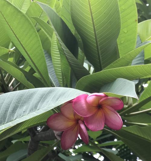 鸡蛋花的花语与寓意（探索鸡蛋花的内涵与象征意义）