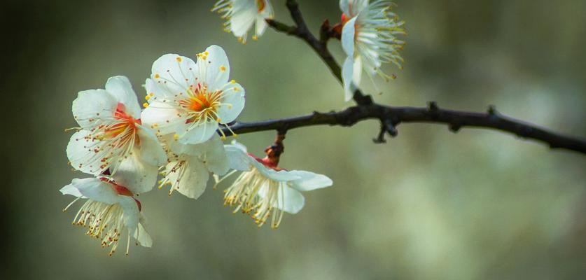 春天的缤纷花海（探寻五彩缤纷的春季花卉景观）