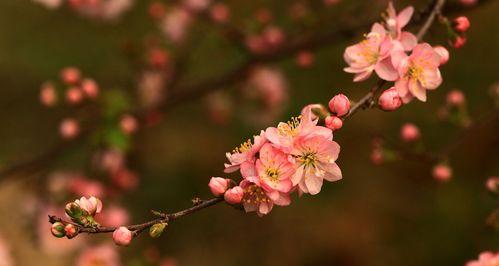 春天的缤纷花海（探寻五彩缤纷的春季花卉景观）