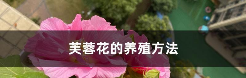 芙蓉养殖方法详解（了解芙蓉的种植、育苗、管理和繁殖方法）