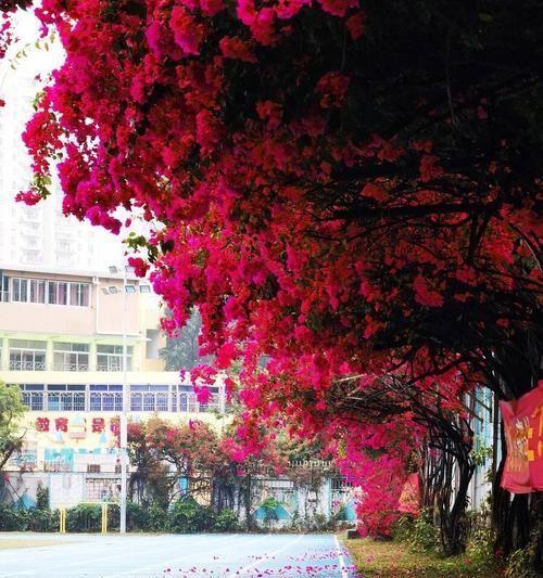 江门市的市花勒杜鹃的花语寓意（探索江门市花勒杜鹃的美丽与象征意义）