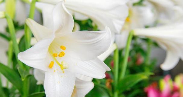 金百合花（花语传递的秘密和寓意解读）