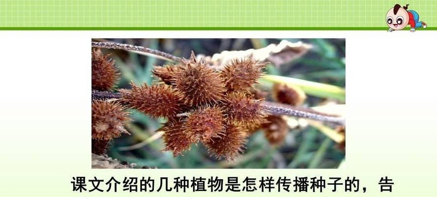 植物如何传播种子？（探究种子传播方式及其机制）