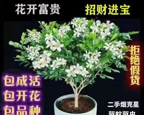 九里香，一种适合新手的养护植物（掌握这些小技巧，让你轻松养活九里香）