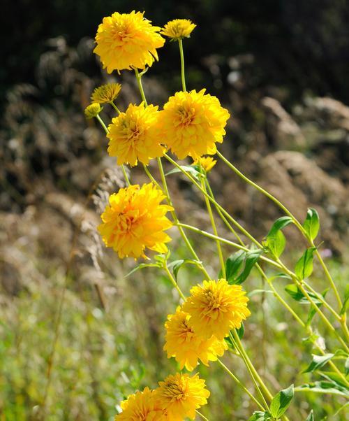 金光菊的花语与美好寓意（金光菊，寄托希望与温暖的花朵）