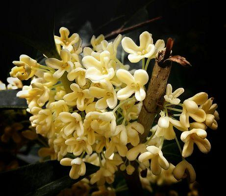 金桂花开，芬芳寓意绵延（探秘金桂的开花季节与花语寓意）