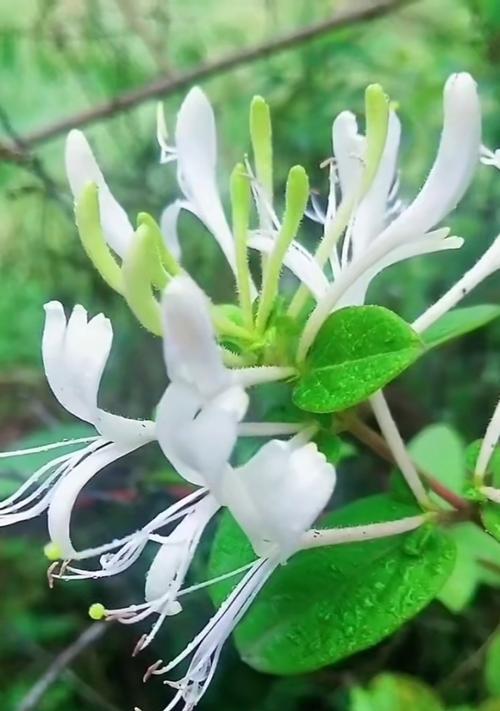 金银花花语与寓意的解读（探寻金银花的象征意义，了解它带来的福祉和美好）