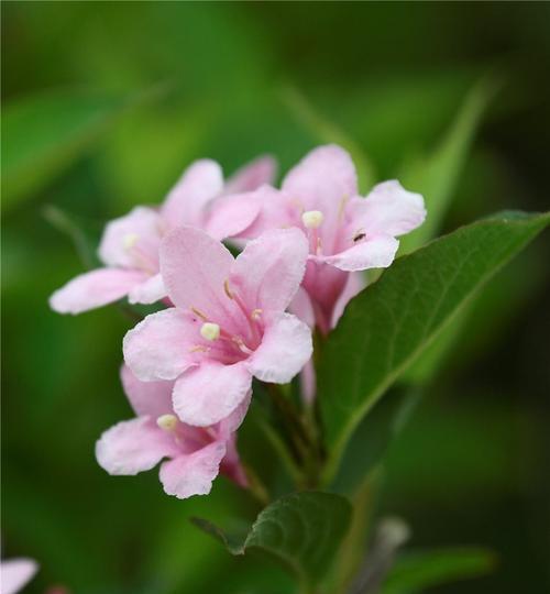 锦带花（探究锦带花的花语和寓意，感受它的美好力量）