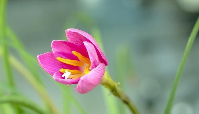 韭莲的花语探秘——美丽与坚韧并存的生命之花（探索韭莲花的花语与寓意，探究其生命力与象征意义）