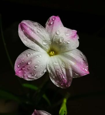 韭莲的花语探秘——美丽与坚韧并存的生命之花（探索韭莲花的花语与寓意，探究其生命力与象征意义）