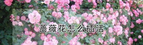 蔷薇花病虫害防治全攻略（病虫害防治，让蔷薇花更美丽）