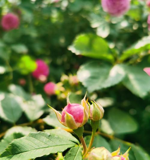 蔷薇花病虫害防治全攻略（病虫害防治，让蔷薇花更美丽）