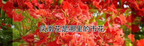 开封市花——牡丹花的美丽传承（盛世花都，瑰丽的牡丹花开放在开封）