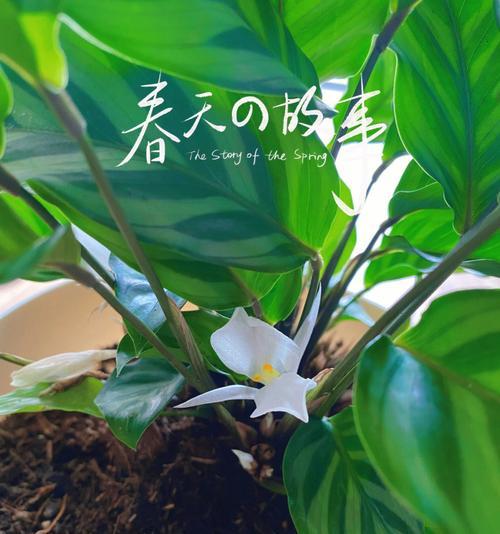 孔雀竹芋开花的喜讯与吉祥寓意（美丽绽放，好兆头已现——孔雀竹芋盛开的寓意与启示）