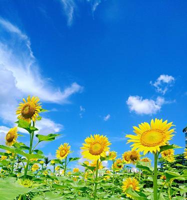 以葵花为生肖代表的意义（揭示葵花所代表的生肖特征及象征意义）