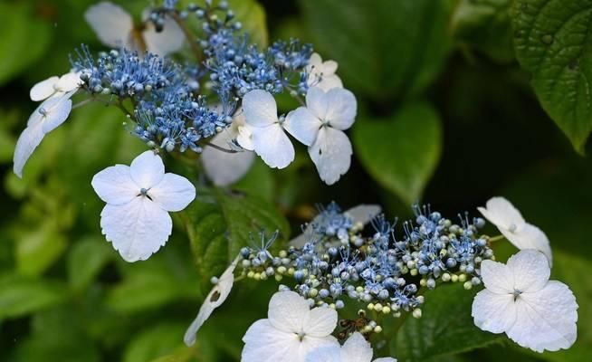 昆山市花的花意与文化（探寻昆山市花的花语与象征意义）