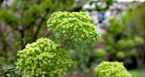 昆山市花的花意与文化（探寻昆山市花的花语与象征意义）