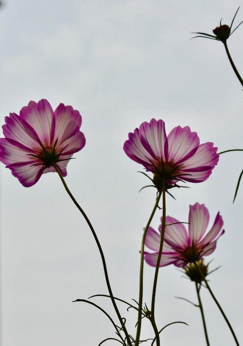 格桑花的象征寓意与拉萨市花之争（拉萨市花“格桑花”的诞生及其寓意解读）