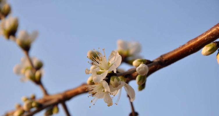 深入探究桃花的花蕊（一探究竟，桃花花蕊长什么样？）