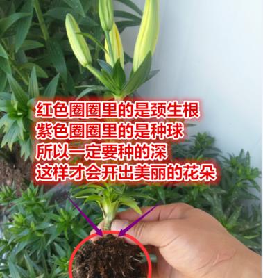 水培百合花的养殖技巧（水里生长的美丽之花，从种植到收获，看这里！）