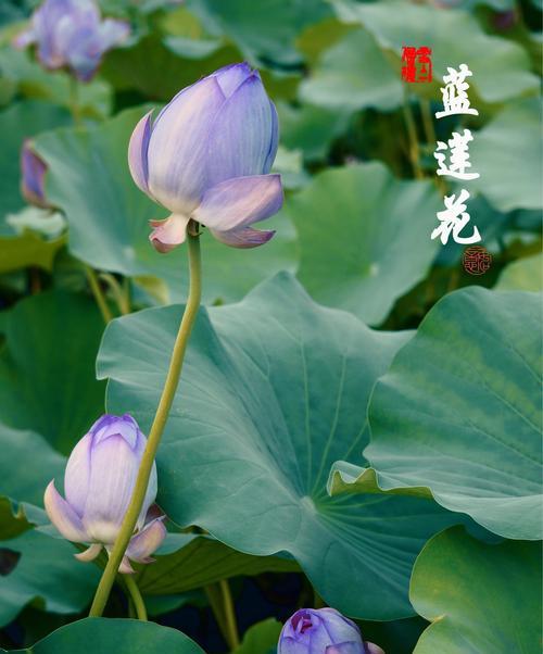 蓝莲花（一朵蓝莲花的成长之路）