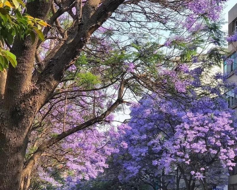 蓝花楹（开花期间、果实特征及其生态意义）