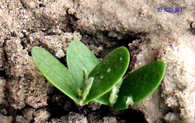 豆科植物的特征（探究豆科植物的共性特点与分化特征）