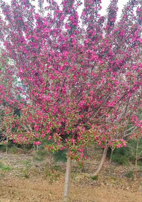 碧桃的开花时间（从芽到花，一年四季的变化）