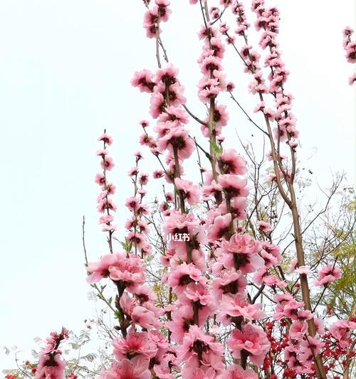 碧桃的开花时间（从芽到花，一年四季的变化）