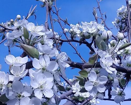 梨花的花语与人生境遇（以梨花为象征的人物形象解读及其寓意）