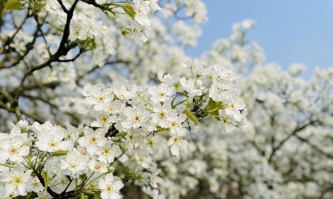 梨花的花语与人生境遇（以梨花为象征的人物形象解读及其寓意）